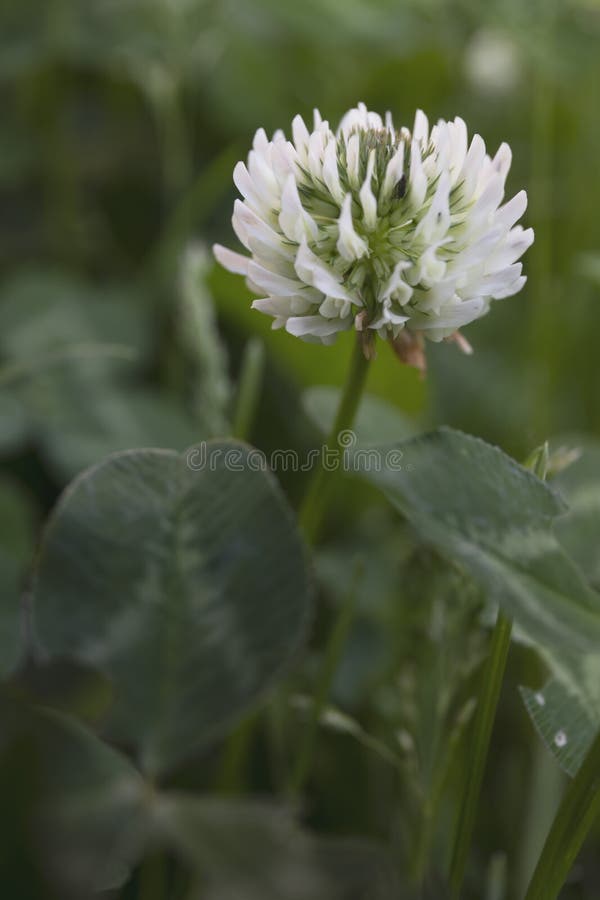 White trifolium repens in the garden stock image White trifolium repens in the garden stock image