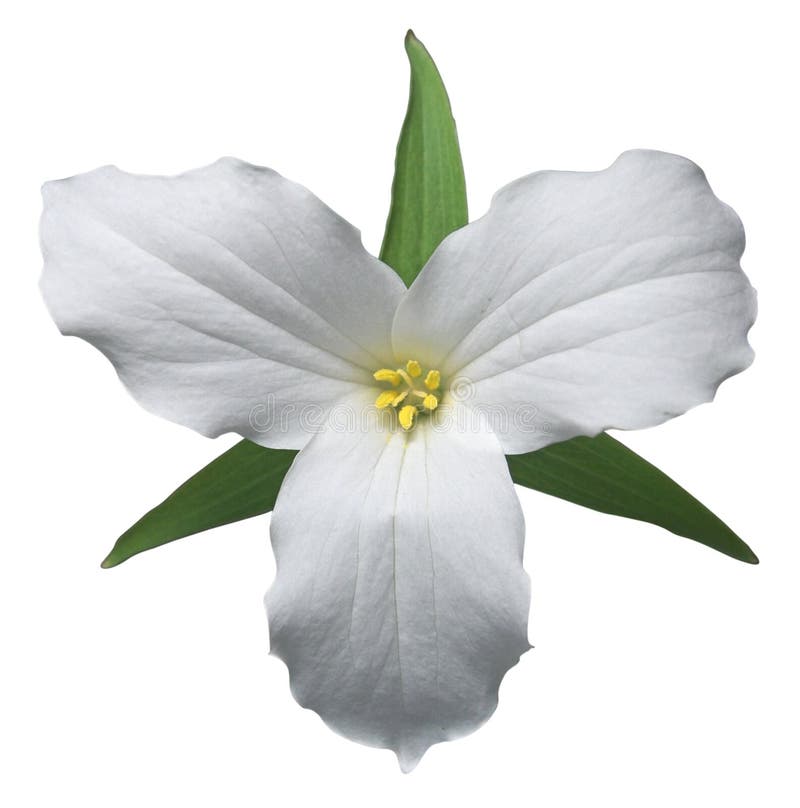 Biela trillium, kvetinová znak Ontario (cesta je súčasťou)