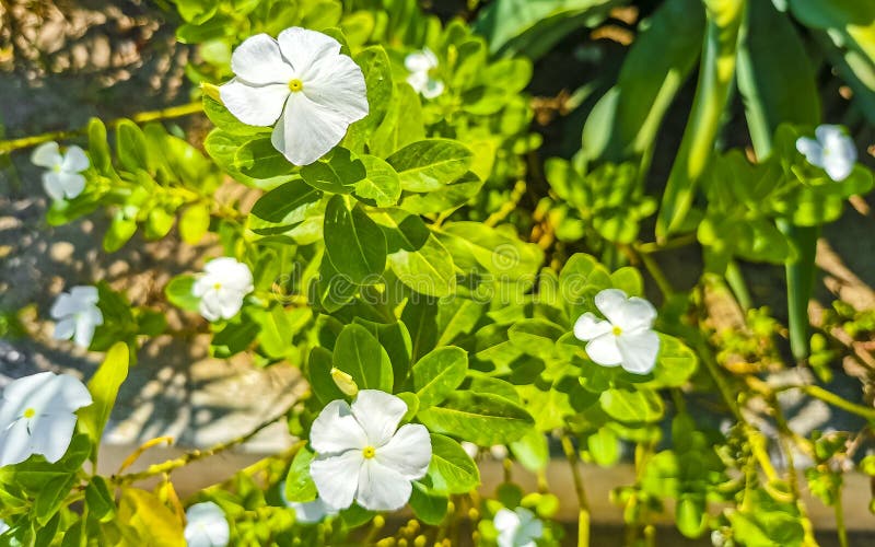 White Tropical Exotic Flowers and Flowering Outdoor in Mexico Stock ...