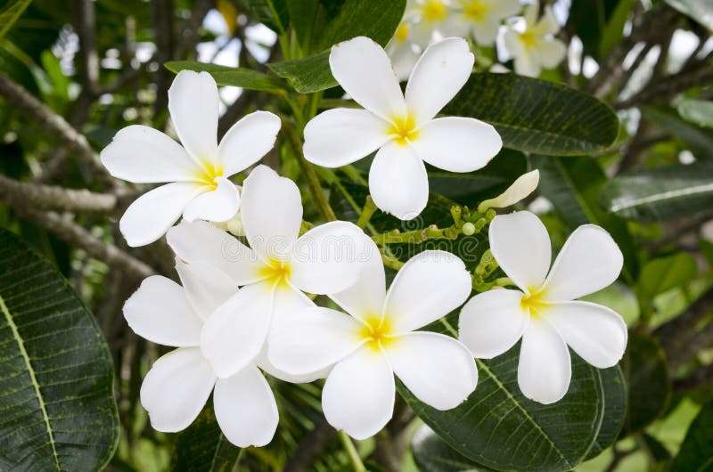White Tropical Flower stock photo. Image of crowded, objects 31589106
