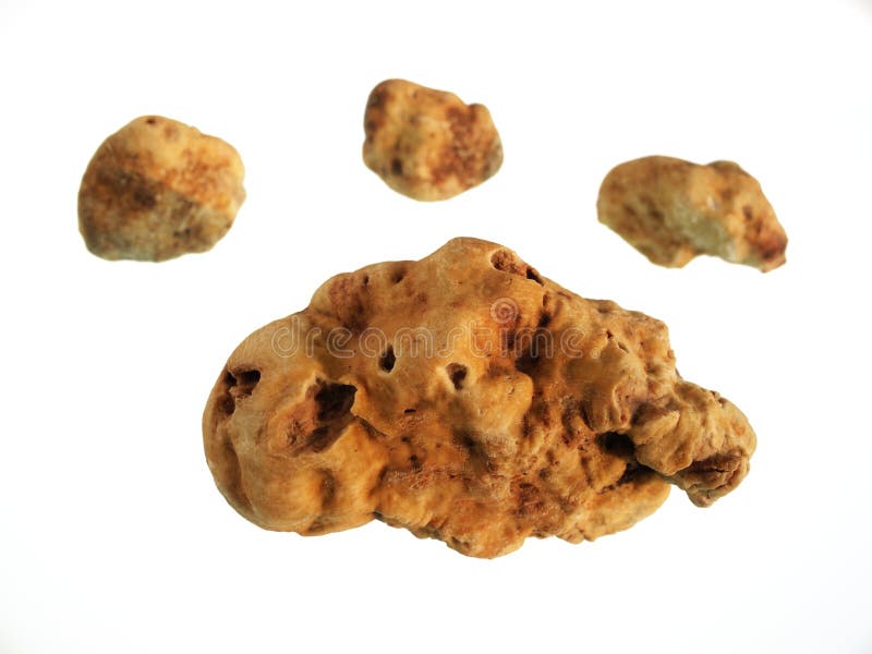 Truffles and dog stock image. Image of mushroom, rare 18861977