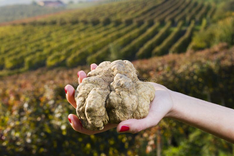White truffles from Piedmont in the hands of a woman royalty free stock photo White truffles from Piedmont in the hands of a woman royalty free stock photo
