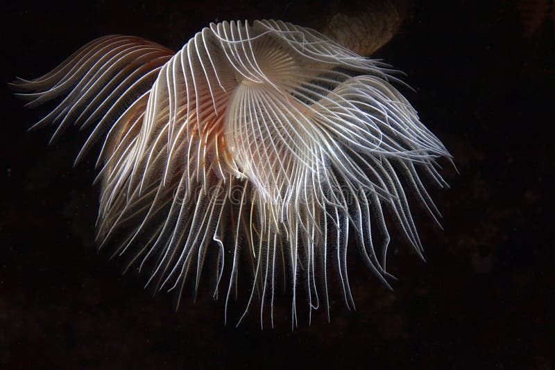 White Tubeworm underwater image