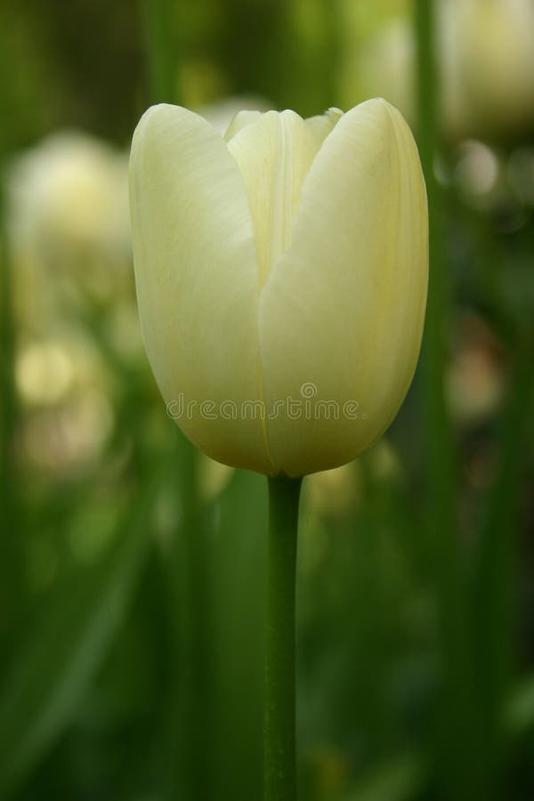 White Tulip in Keukenhof