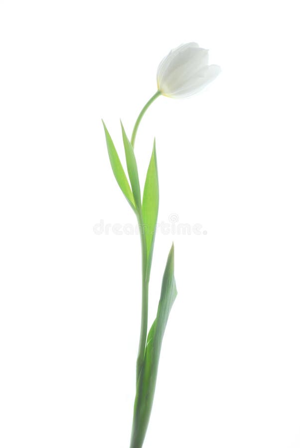 White tulip