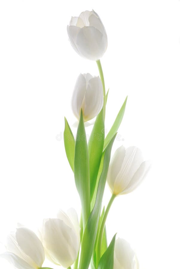 White tulip