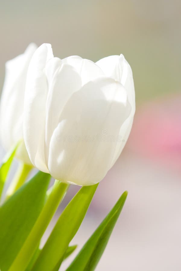 White tulip