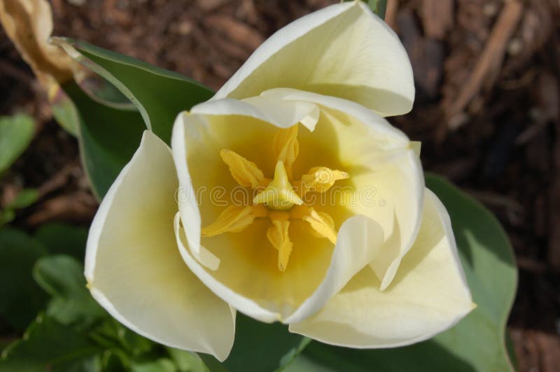 White tulip