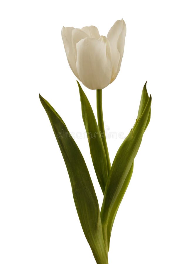 White Tulip on White Background Isolated Stock Image Image of love