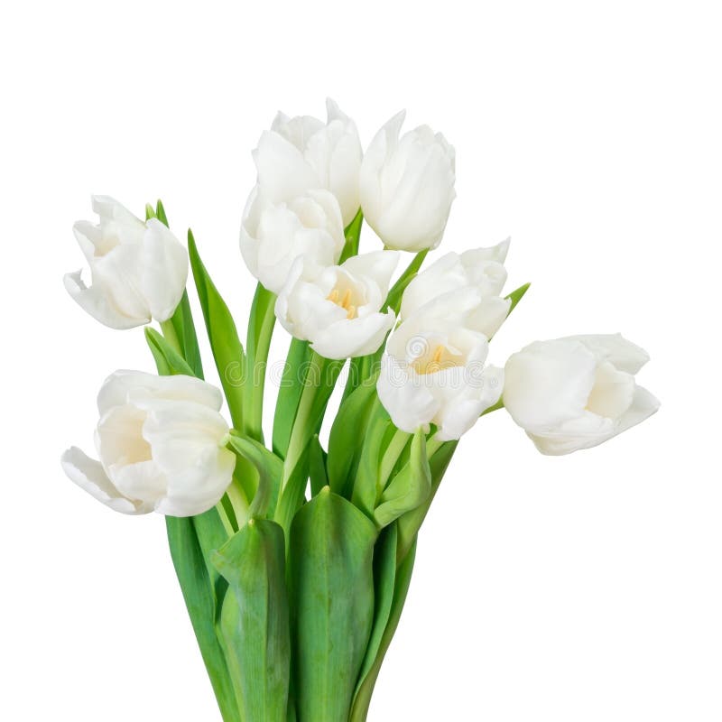 White tulip stock photo. Image of fresh, easter, isolated 38505256