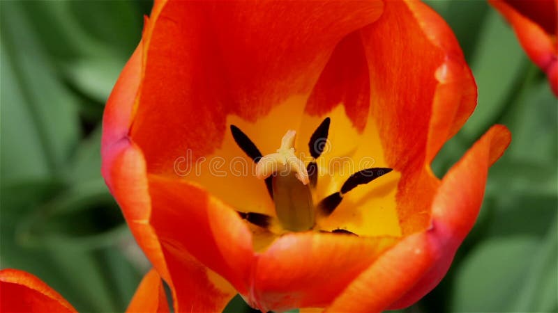 white tulipanowy kwiatek izolacji