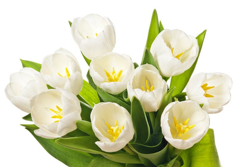 Bush of lilies stock photo. Image of lilly, blossom, closeup 20335968