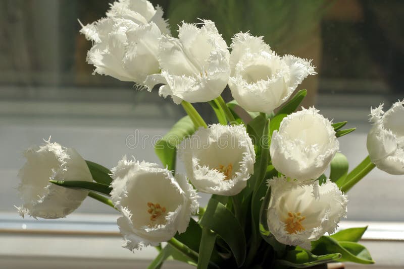 White tulips