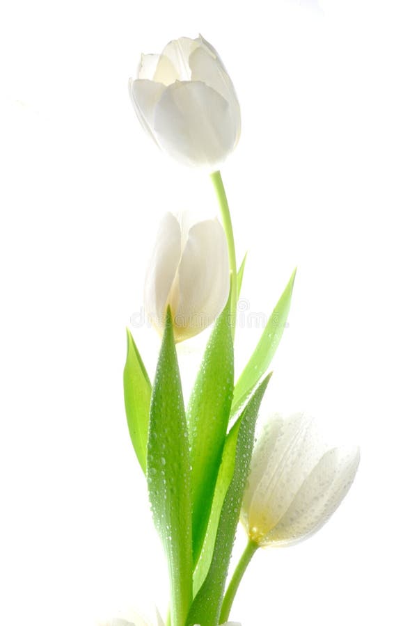 White tulips