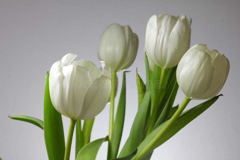 Delicate White Tulips Bloomed in Early Spring in a City Park Stock