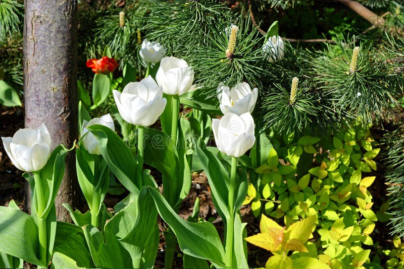 White tulips stock image. Image of growth, interior 222101855