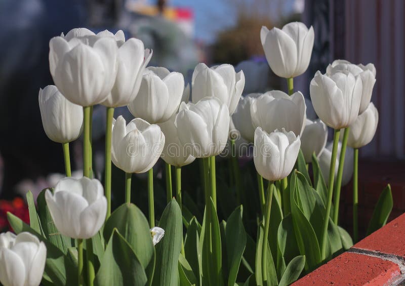 Tulips on blur background stock image. Image of lush 18408361