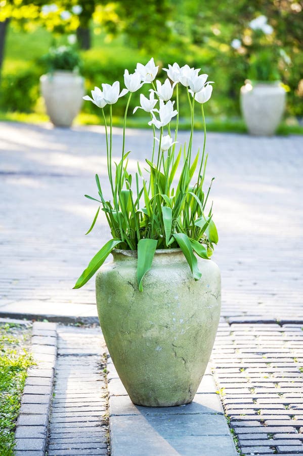 White Tulips Flowers in a Ceramic Vase Stock Photo Image of daylight