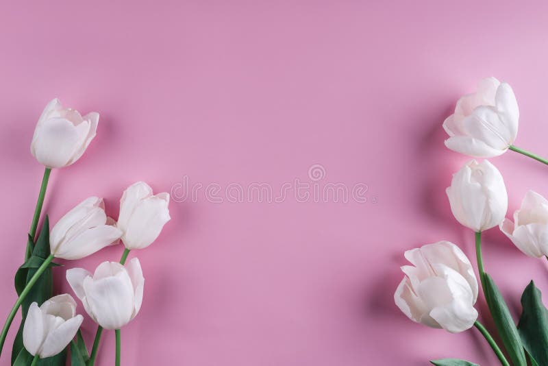 White tulips flowers over light pink background. Greeting card or wedding invitation. royalty free stock photo White tulips flowers over light pink background. Greeting card or wedding invitation. royalty free stock photo