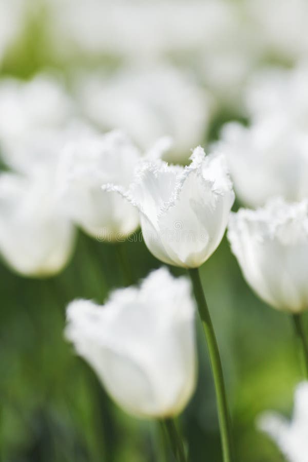 White tulips stock image. Image of green, bloom, outdoor 33677627