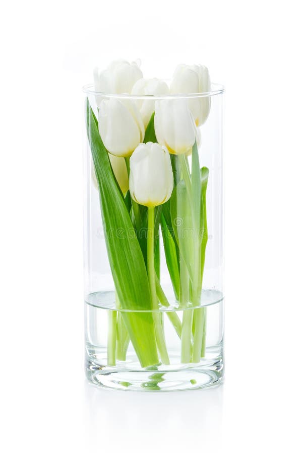 White tulips in glass vase stock photo. Image of beautiful 91751902