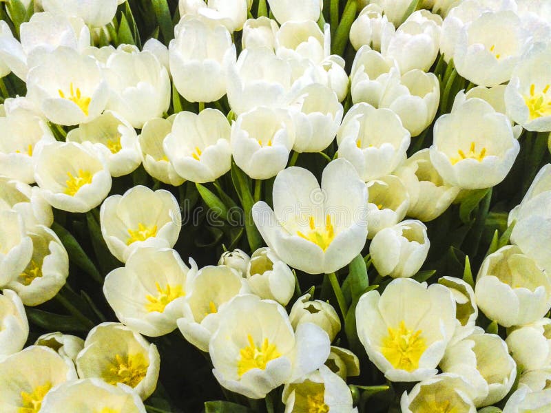 White tulips texture stock photo. Image of landscape 121604076