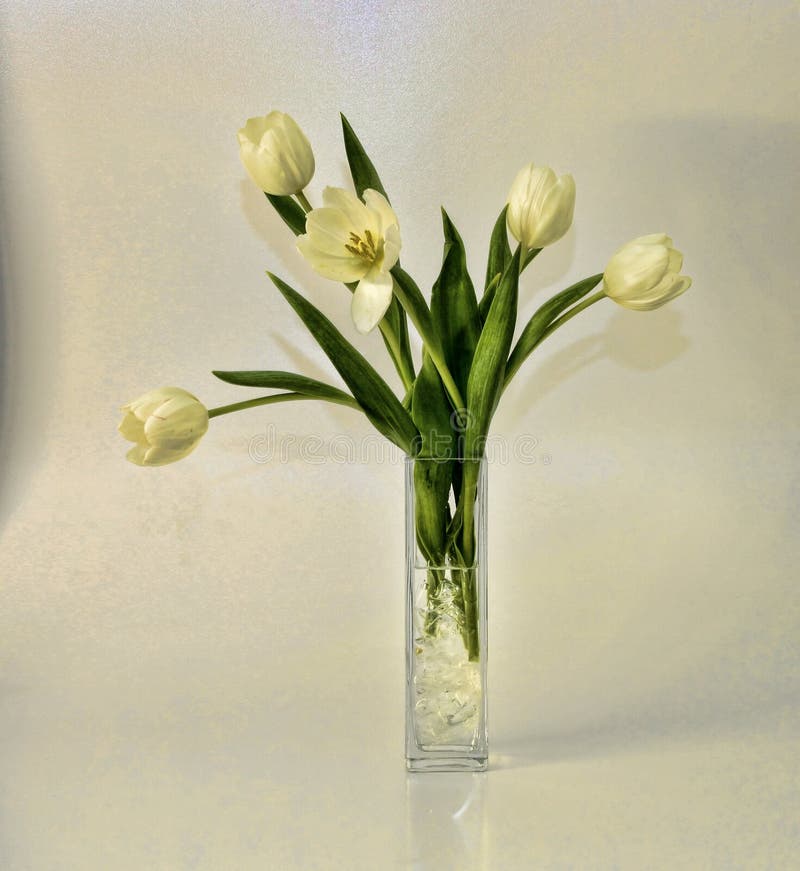 250+ White tulips vase Free Stock Photos - StockFreeImages