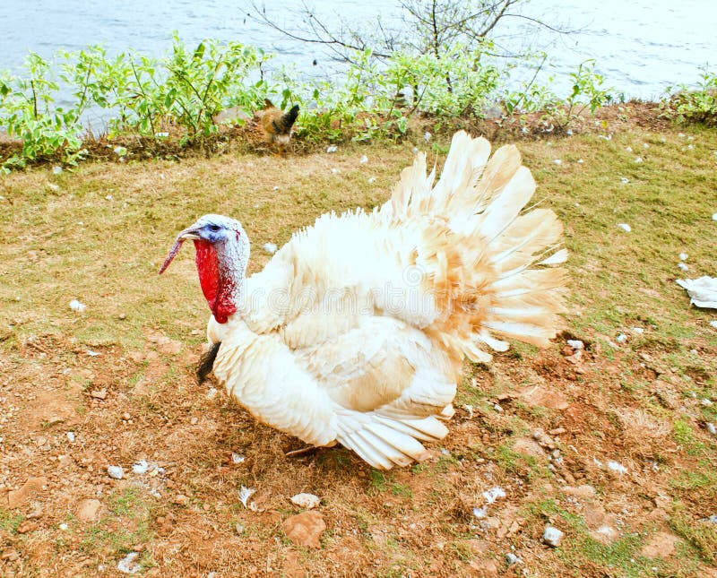 A white turkey stock photo. Image of turkey, birds, domestication