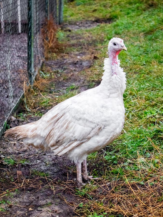 White Turkey on the Background of Green Grass. Growing Turkeys on the