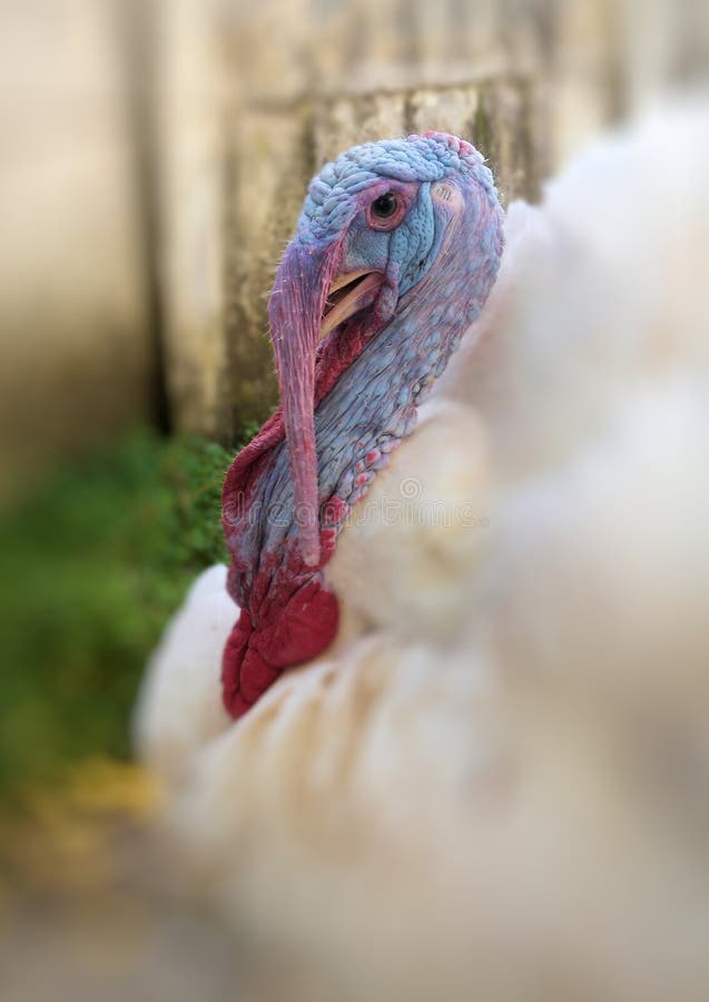 Turkey Cock Stock Image Image Of Tail Beautiful Feet 33735635 