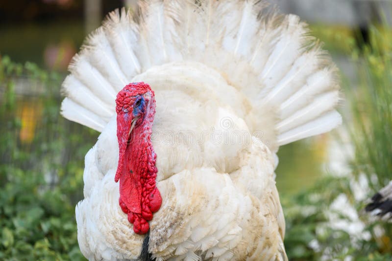 White turkey at farm. colorful red wattle and snood stock photo White turkey at farm. colorful red wattle and snood stock photo