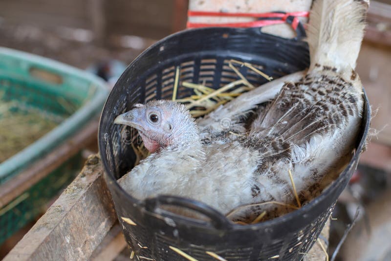 White Turkey Laying Eggs on the Nest with Selective Focus Stock Image