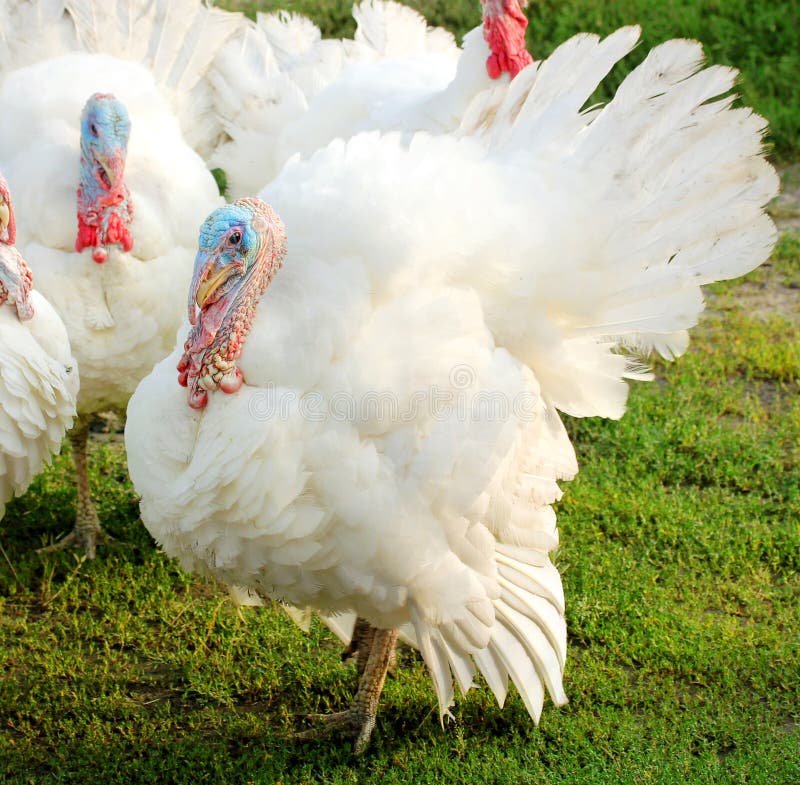 White turkey outdoors