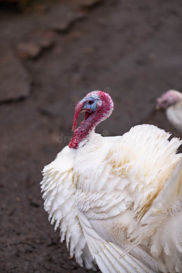 White Turkeys in the Countryside Stock Image Image of chicken