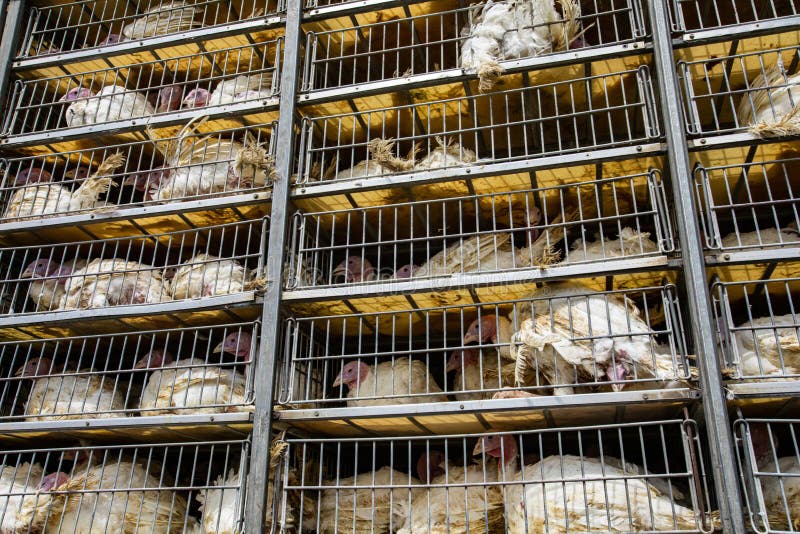 White turkeys in the transportation truck cages