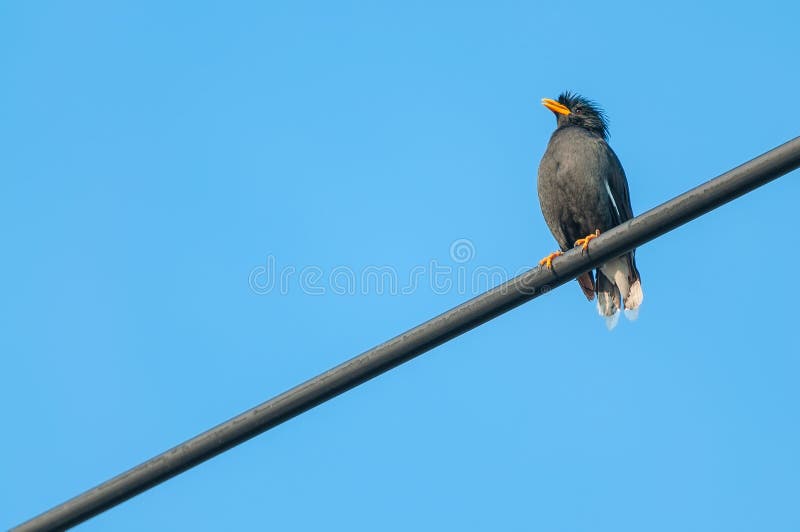 White-vented Myna black bird sitting on a cable from Thailand