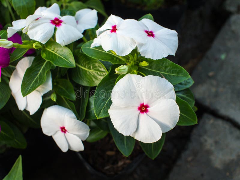 White Vinca with Small Purple Dot Stock Image Image of vinca, fungal