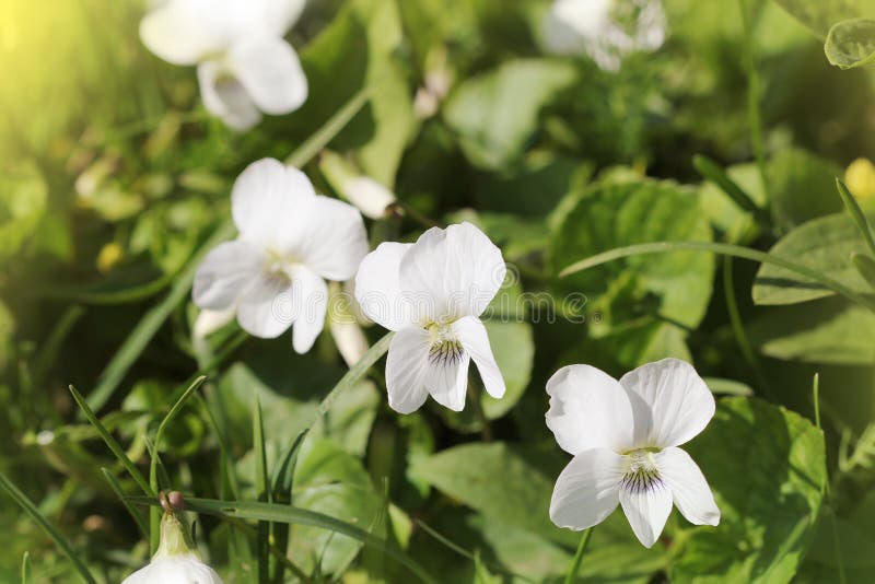 White viola odorata stock photo. Image of purple, moss 71124498