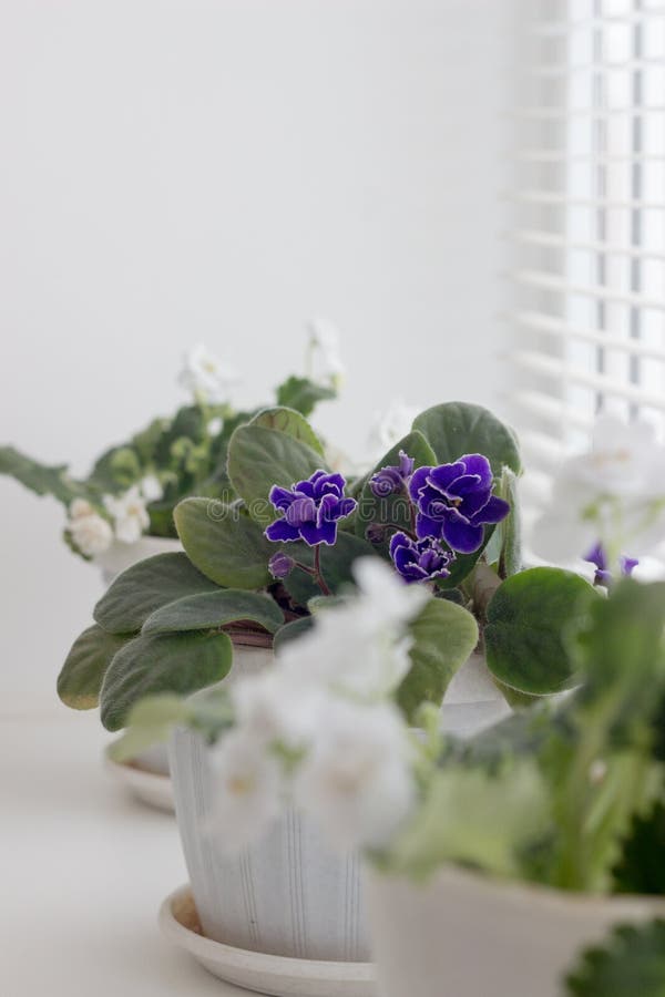 White Violets in a Pot. Flowers in Pots on Windowsi Stock Image Image