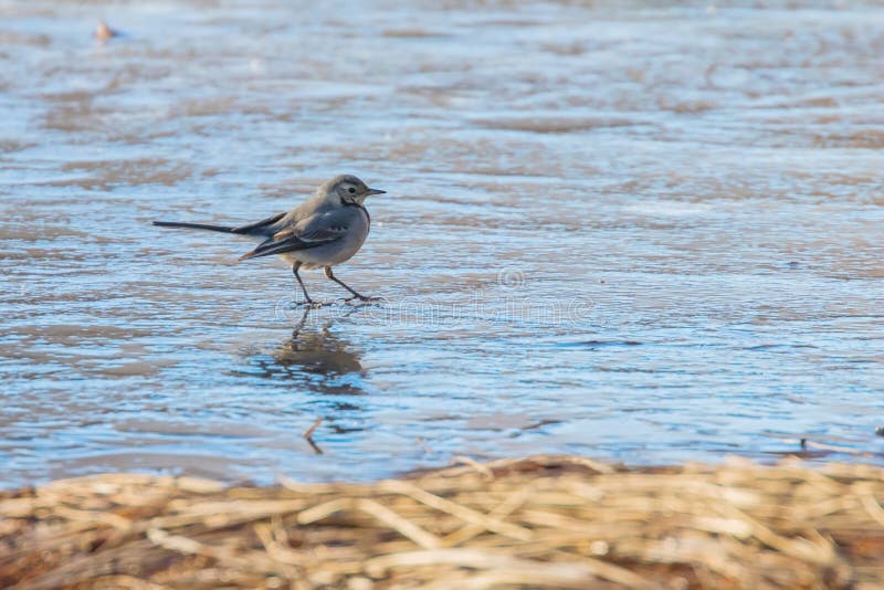 White Wagtail, Cute little bird Motacilla alba on ice, frozen pond winter royalty free stock images White Wagtail, Cute little bird Motacilla alba on ice, frozen pond winter royalty free stock images