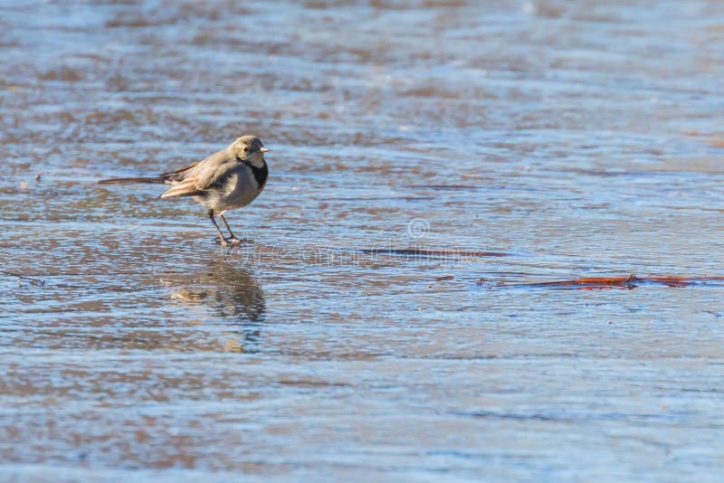 White Wagtail, Cute little bird Motacilla alba on ice, frozen pond winter stock photos White Wagtail, Cute little bird Motacilla alba on ice, frozen pond winter stock photos