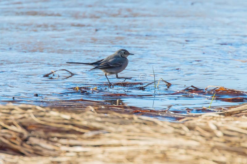 White Wagtail, Cute little bird Motacilla alba on ice, frozen pond winter stock images White Wagtail, Cute little bird Motacilla alba on ice, frozen pond winter stock images