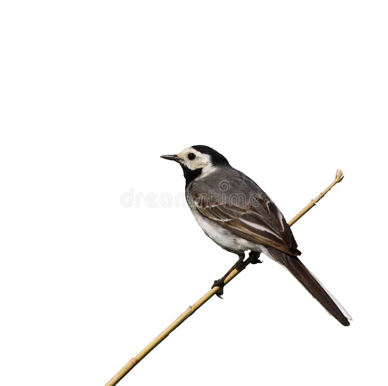 White wagtail, isolated