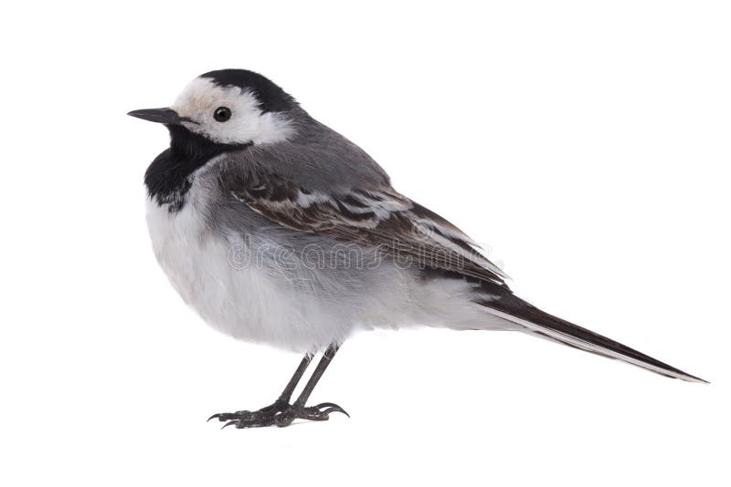 White Wagtail