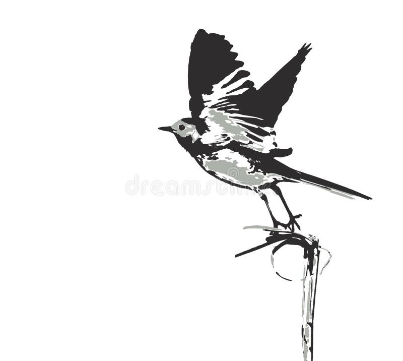 White wagtail start