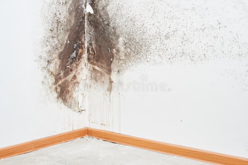 Mold Aspergillus Black Fungus On A White Wall In A Corner On The