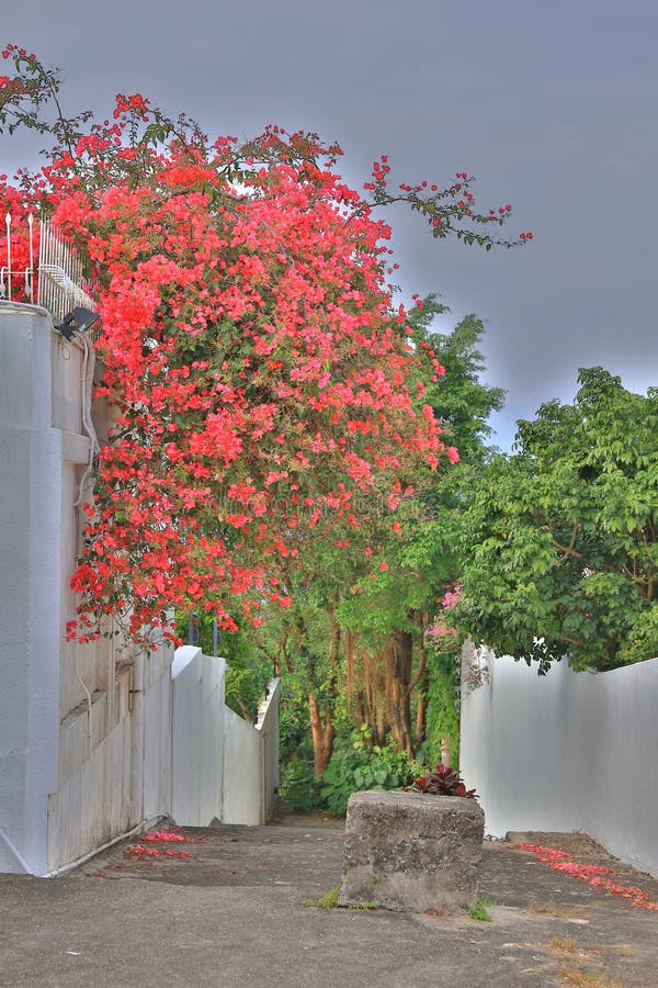 The White Wall with Flowers Stock Image Image of weathered, details