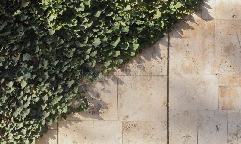The White Wall with The Ivy for Nature Background. Copy Space for Text stock images
