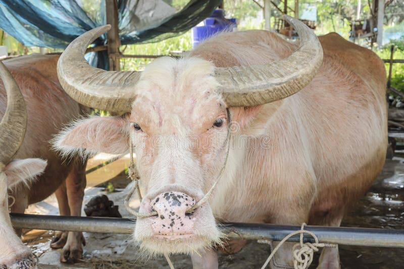 White water buffalo stock photo. Image of heavy, mammal 41779804