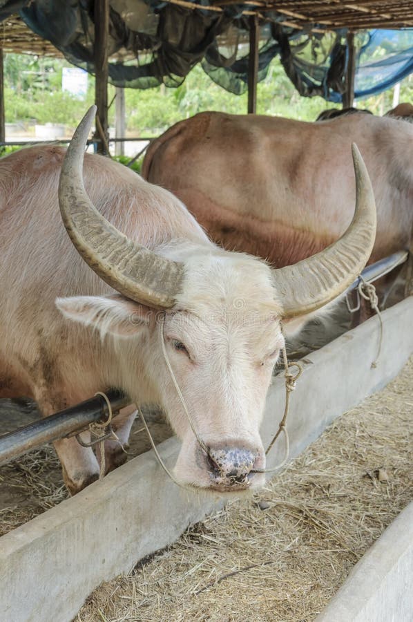 White water buffalo stock image. Image of mammal, horn 41779865
